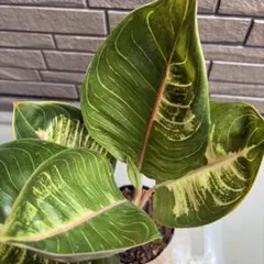 Aglaonema sp. Krabi 【ZOE0626-04t】 アグラオネマ - メルカリ