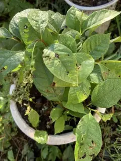 2025年最新】苗木の人気アイテム - メルカリ