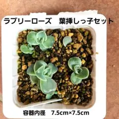 2025年最新】多肉 葉挿しセットの人気アイテム - メルカリ