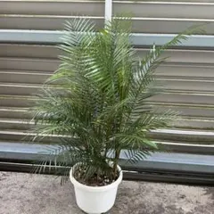 ⑮ フェニックス ロベレニー 8号 特大苗木最高等級極上品‼️ 極太