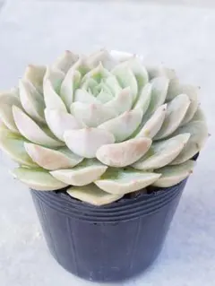 2025年最新】オウンスローの人気アイテム - メルカリ