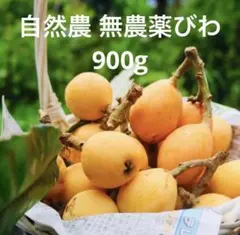 【本日限り100円引】自然農 無農薬びわ 900g B級品 宅急便コンパクトのサムネイル