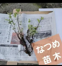 なつめ 苗木(ナツメ、棗)　果樹　No.25のサムネイル