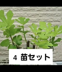 イチジク 苗木 ４苗セットのサムネイル