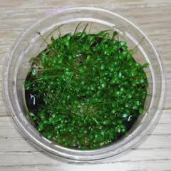【植物】グロッソスティグマ 水中葉 現物 1カップ分 前景草のサムネイル