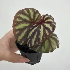 2026年最新】begonia delokの人気アイテム - メルカリ