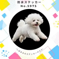 【送料無料❣️】ビションフリーゼ防水ステッカー 飛行犬