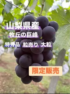 【konoha】藤稔の粒　箱込1kg弱 konoha様専用】藤稔の粒 箱込1kg弱 - メルカリ