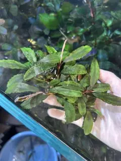 Bucephalandra .sp Aurora KN便 - メルカリ