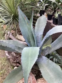 2025年最新】アガベ ブルーの人気アイテム - メルカリ