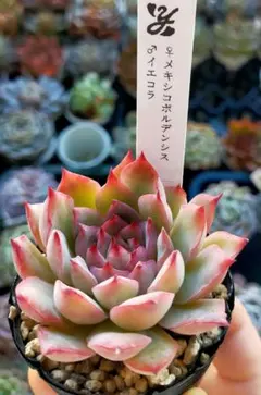 ハク＆マシロ様 リクエスト 2点 まとめ商品