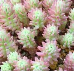 【残り2セット】 セダム 斑入りパリダムカット クリームソーダ 抜き苗＆カット