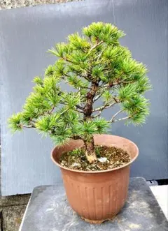 2025年最新】那須五葉松の人気アイテム - メルカリ