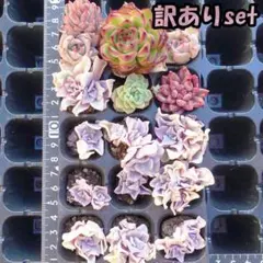 韓国苗　多肉植物　エケベリア　訳あり　土付き　15苗【WA27】