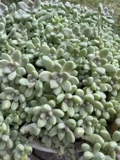 多肉植物　セダム　だるま秋麗　10カット