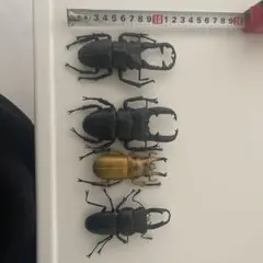 カブトムシ フィギュア 4体セット