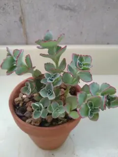 斑入りミセバヤ 多肉 カット苗 【5本】観葉植物 - メルカリ