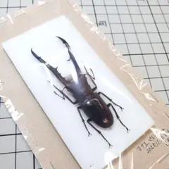 完品 メタリフェルホソアカクワガタ フィナエ 標本 A-44のサムネイル