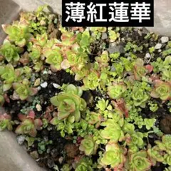 ① 子持ち蓮華錦 鏡花 抜き苗 オロスタキス 多肉植物 - メルカリ