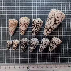 クロミナシガイ　10個セット　貝殻　イモガイ