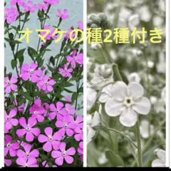 2025年最新】オンファロデスの人気アイテム - メルカリ