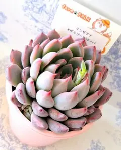 2026年最新】ザラゴーサspノバの人気アイテム - メルカリ