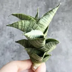 2026年最新】サンスベリアの人気アイテム - メルカリ