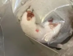 あんスタ 大神晃牙 もちマスミニ