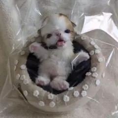 2026年最新】猫のアートドールの人気アイテム - メルカリ