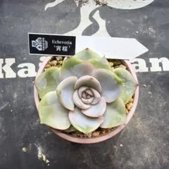 優木園さん苗　命名株　宵桜　札付き　鉢ごと発送