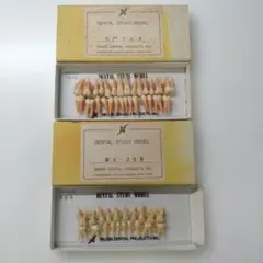 美品】NISSIN DENTAL STUDY MODEL 305 歯牙模型 - メルカリ