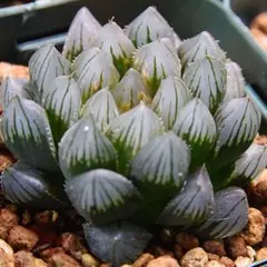 ブラックオブツーサ錦  美品 ザ・ファームセレクト]ハオルチア：ブラックオブツーサ錦 2.5号