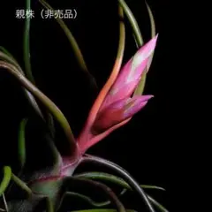 プルメリア様 リクエスト 2点 まとめ商品