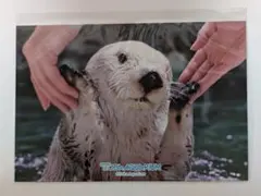 2025年最新】鳥羽水族館 ラッコの人気アイテム - メルカリ