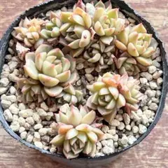 オリビア 抜き苗 多肉植物 - メルカリ