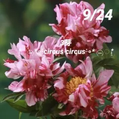 うぃっぴー様 リクエスト 2点 まとめ商品