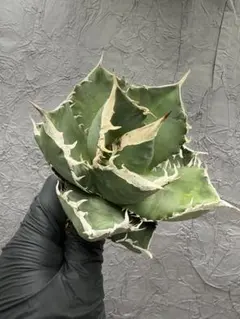 アガベ チタノタ 