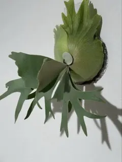 P.willinckii 'Anapat #9' アナパット ビカクシダ OC - メルカリ