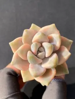 2025年最新】多肉錦の人気アイテム - メルカリ