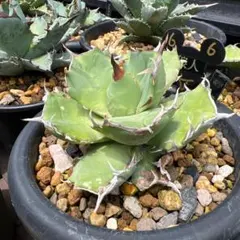 2025年最新】浪人 アガベの人気アイテム - メルカリ