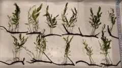 2025年最新】ボルビティス ヒュディロティの人気アイテム - メルカリ