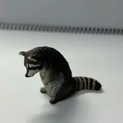 ごめんなさい アライグマ
