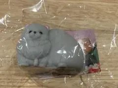どっちも主役！ポメラニアン ぶらっくのサムネイル