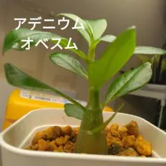뿌리가있는 아데늄 비만증