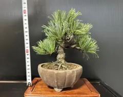 五葉松 盆栽 火花 斑入り 2.5号相当陶器鉢つき 懸崖風仕立て❗ ⑤