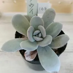 2025年最新】ラウイ 多肉 植物の人気アイテム - メルカリ