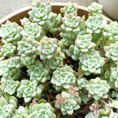 2025年最新】多肉植物の葉挿しの人気アイテム - メルカリ