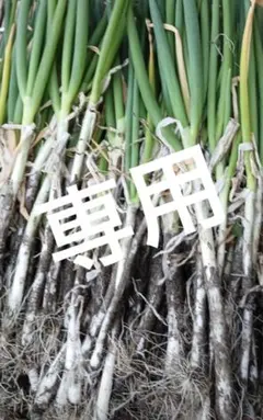 まぁたん様専用 長ネギ　根付き　土付き