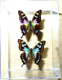 2026年最新】セラムタイマイの人気アイテム - メルカリ