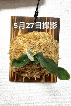 2026年最新】ビカクシダの人気アイテム - メルカリ